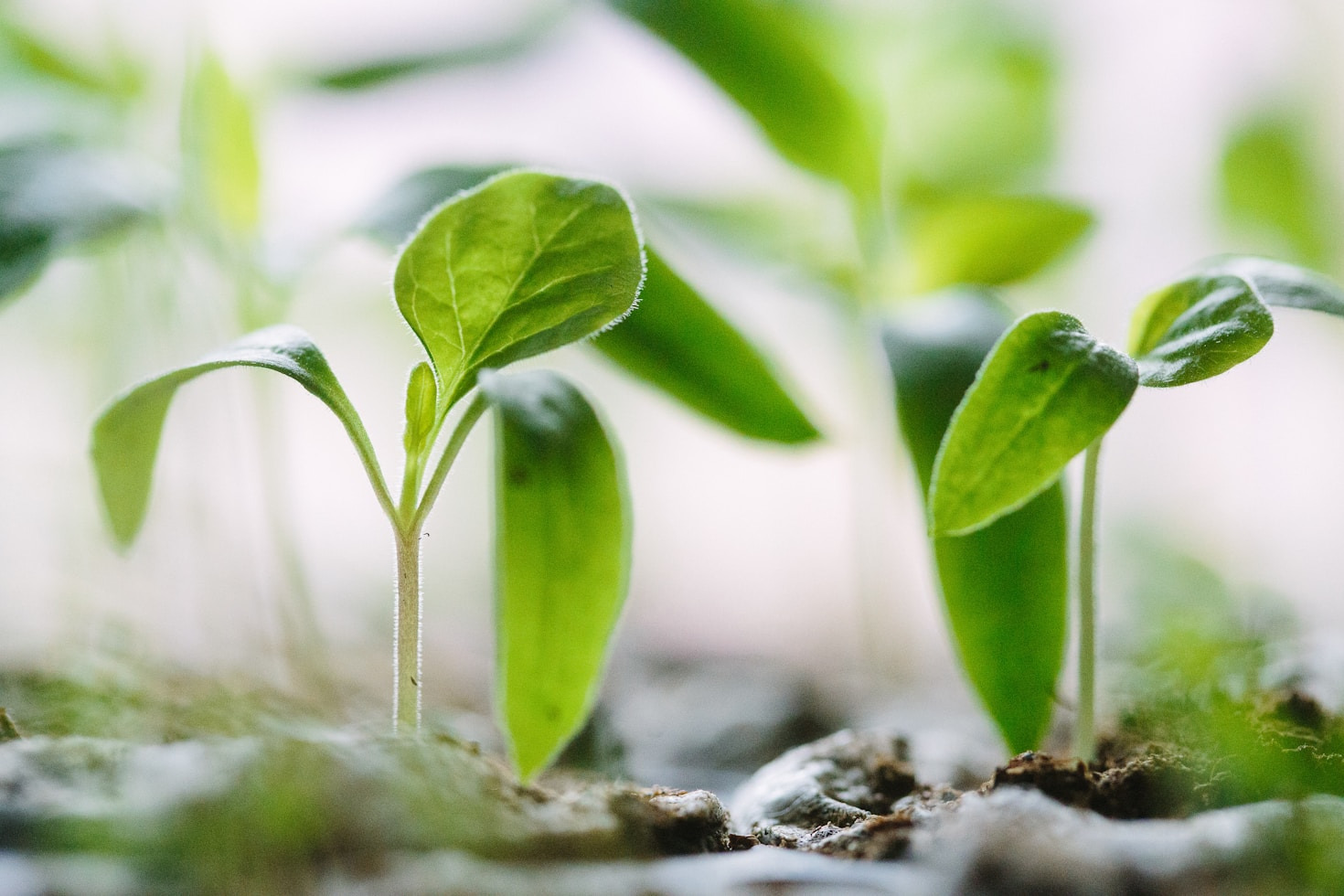 10 Simple Ways to Live Sustainably